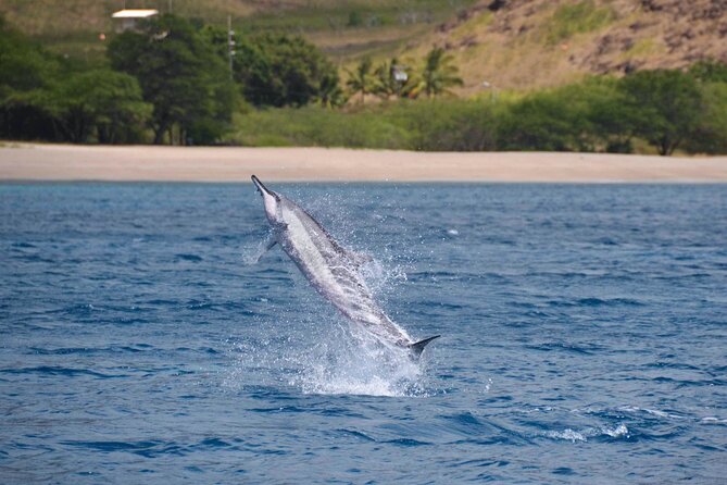 Wild Dolphin Watching and Snorkel Safari Off West Coast of Oahu - How comfortable is the boat?