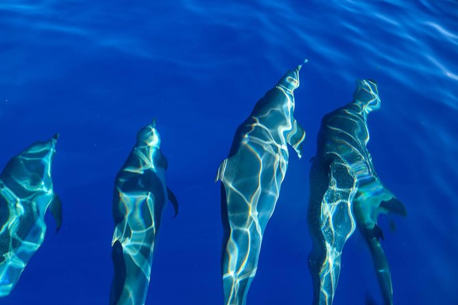Wild Dolphin Watching and Snorkel Safari Off West Coast of Oahu - What the $193.88 price includes