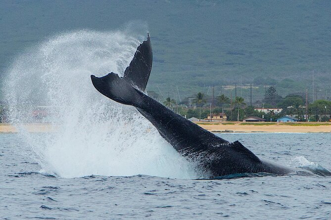 Wild Dolphin Watching and Snorkel Safari Off West Coast of Oahu - Looking for spinner dolphins along the coast